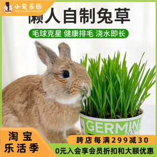 兔草小麦草兔子用品种植新鲜兔子小麦草盆栽无土有机化毛排毛