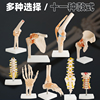 人体膝关节功能模型肩关节，肘关节手关节，脚关节髋关节可动骨骼模型