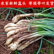 四川特产现挖藠头5斤带叶荞头，时令新鲜蔬菜农家，新鲜茭白小蒜茭头