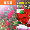 彩包 四季玫瑰花种子粉红色10粒庭院阳台盆栽观赏芳香花卉