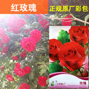 彩包四季玫瑰花种子粉红色10粒庭院，阳台盆栽观赏芳香花卉