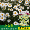 小白菊种子花卉盆景，室内盆栽花卉盆景室内盆栽植物种子多年生