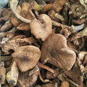 新货东北特产榛蘑野生榛蘑菇小鸡炖蘑菇，无根干货榛蘑500克