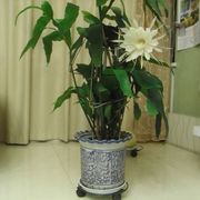 昙花苗送肥料买一棵送一棵昙花，扦插苗盆栽包品种(包品种)包成活(包成活)死了d