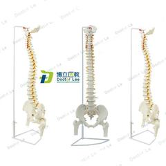 人体脊柱模型1m正骨脊椎模型颈椎腰椎人体骨骼模型脊椎模型1