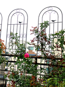 月季爬藤架子支架地面，蔷薇植物攀爬藤架户外庭院田园铁艺网格花架