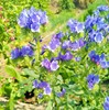 蓝蓟种子蓝刺头蓝蓟花种庭院观花种子蓝色景观花海四季花籽花卉种