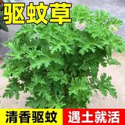 驱蚊草花种籽子庭院室，内外阳台四季春夏，开花艾草罗勒薄荷花种籽孑