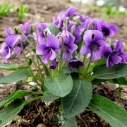 花草紫花地丁种子耐寒被耐阴多年生花种四季花籽孑花地丁紫花矮生