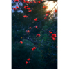原创花卉摄影作品-红色，木棉花(1张)高清节日喜庆素材原图片