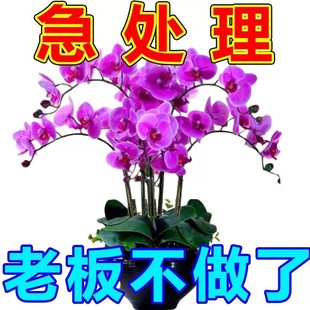 蝴蝶兰花苗带花带花苞盆栽兰花大苗客厅室内植物花卉四季好养活