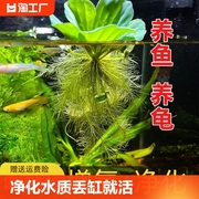 浮萍水草水芙蓉养鱼龟缸造景装饰水培植物水葫芦水草池塘净化水质