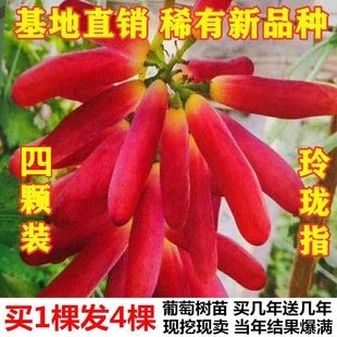 无核玲珑指葡萄苗葡萄，树苗稀有四季南北方种植果树，盆栽爬藤嫁接