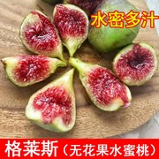 格莱斯无花果苗糖心水蜜桃无花果树苗盆栽地栽种植当年结果果树苗