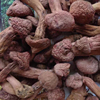 松蘑红松伞红蘑菇野生肉蘑东北鸡血，蘑长白山特产，一级色丁菇松树菇