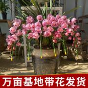 大花蕙兰盆栽带花苞，四季常青绿植盆景客厅，浓香型桌面好养年宵花卉