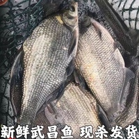 鳊鱼新鲜武昌鱼淡水鱼鲜活鳊鱼，扁鱼新鲜湖北宜昌水库鱼直发