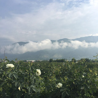 素伦~保加利亚白玫瑰，纯露300ml天然补水滋养