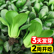 上海青菜种籽大全四季小鸡毛菜种子耐寒耐高温矮脚奶白菜蔬菜种孑