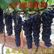 无核夏黑葡萄果树苗种爬藤葡萄果树苗耐寒南北方种植当年结果