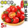 新鲜圣女果5斤现摘番茄樱桃小西红柿，孕妇水果生吃蔬菜千禧小番茄