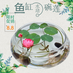 透明大号玻璃花瓶水培花盆金鱼缸水养植物碗莲 盆睡莲水仙盆花卉