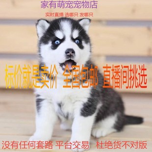 哈士奇幼犬纯种活体阿拉斯加犬雪橇犬，二哈幼犬活物，大型犬宠物狗狗