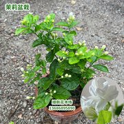 茉莉花苗四季浓香双瓣白茉莉(白茉莉)驱蚊阳台净化空气重瓣茉莉花盆栽