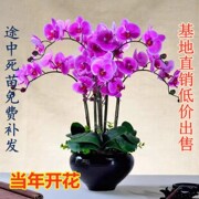 蝴蝶兰花苗带花带花苞，盆栽兰花大苗客厅，室内植物花卉四季好养活