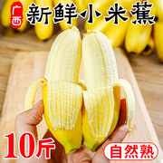 广西正宗新鲜小米蕉10斤现摘香蕉芭蕉应当季水果自然熟整箱粉蕉甜