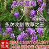 进口大叶紫花苜蓿草种子多年生四季牧草苜蓿草种籽鱼草兔猪牛羊鸡