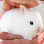 兔子活物侏儒兔垂耳兔盖脸猫猫，兔宠物兔子荷兰活体小型幼兔道奇兔
