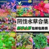 鱼缸水草植物真草造景阴性，水兰水榕浮萍，冒泡净水新手装饰套餐