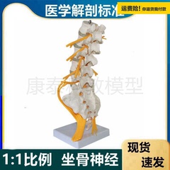 爆.款人体脊柱模型可拆卸五节腰椎神经椎间盘正骨手法推拿筋