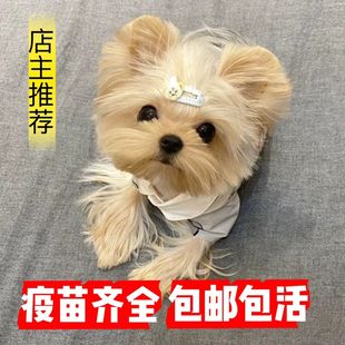 约克夏幼犬小型茶杯犬金头银背雪白银长毛活物约克夏犬宠物狗