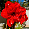朱顶红种球重瓣花卉球根庭院室内外阳台盆栽开花香植物四季好养活