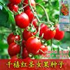 红圣女果种子樱桃小番茄高产蔬菜西红柿种籽子盆栽黄圣女果蔬菜籽