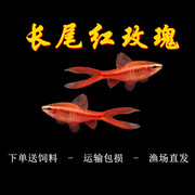 长尾樱桃灯红玫瑰鱼草缸精灵小型鱼热带鱼观赏鱼淡水好养活体