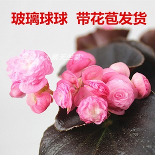 重瓣四季海棠花带花玻璃球球花四季开花不断观花植物阳台客厅