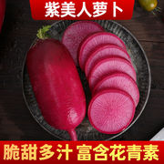 紫美人水果萝卜10斤甜脆水果型凤梨萝卜潍坊萝卜红心潍青沙窝萝卜