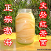 胃宝菌种红茶菌活的红茶菌饮料海宝菌红茶菌太岁渤海产地家用