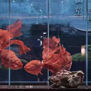 现代中式金鱼空中悬挂软装吊饰创意金属网格商场酒店开业艺术装饰