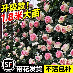 1米8大苗蔷薇花苗藤本月季阳台，爬藤植物特大花，四季开花卉盆栽玫瑰