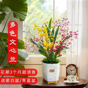 花盆栽室内兰花苗，花卉绿色植物室内好养活客厅办公桌庭院绿化耐寒