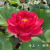 沽上 · 韶华种藕中型红蕊红色盆栽荷花阳台水生花卉明月荷苑
