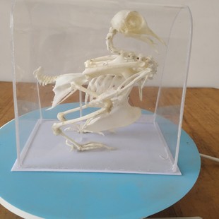鸽子骨骼标本，鸽子骨架生物标本中学生实验教具，对外加工