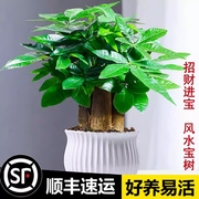 发财树绿萝箩花卉植物室内花，水培绿植多肉好养小盆栽吸除甲醛