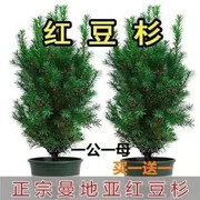 曼地亚红豆杉盆栽红豆杉，树苗室内外花卉绿植盆景，植物四季好养耐寒