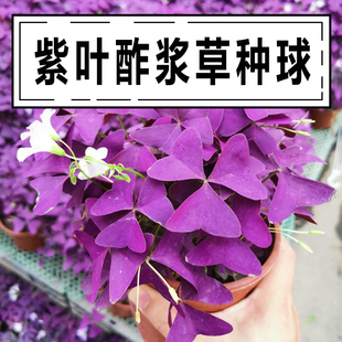 紫叶幸运草四季开花红色，浆草酢浆草种球紫蝴蝶，盆栽紫酱草花卉植物