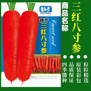 红八寸有机胡萝卜种抗热耐寒种植胡萝子四季卜籽高产菜籽蔬菜种子